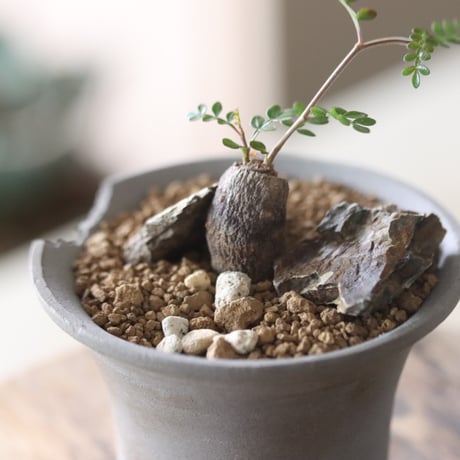 Operculicarya  pachypus × N/OH  no.905-1