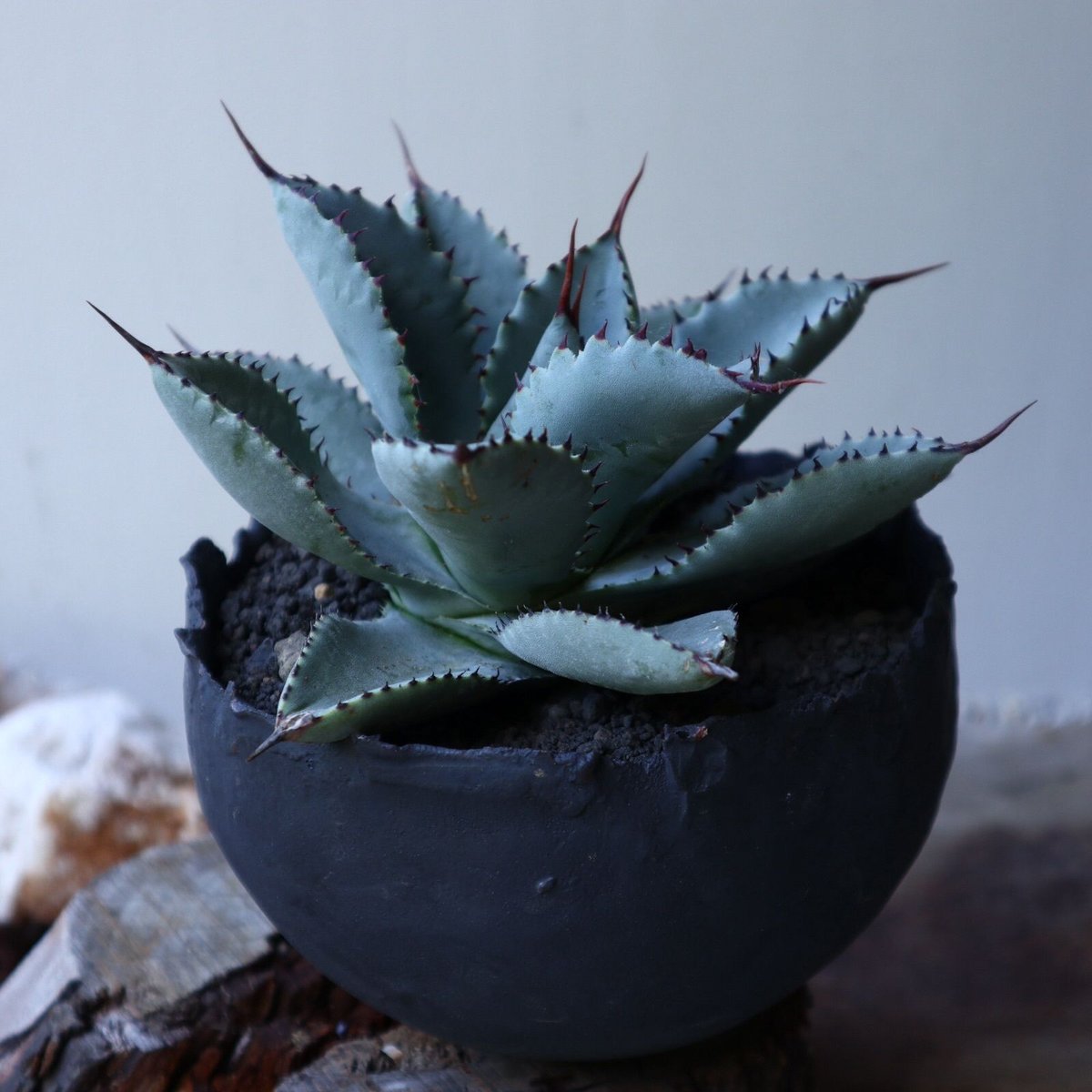 アガベ ドラゴントゥース Agave Dragon Toes no.51917 | アガベ ドラゴントゥース Agave Dragon Toes no.51917 |