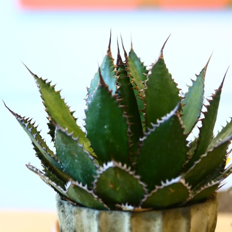 Agave horrida × soso    no.111265