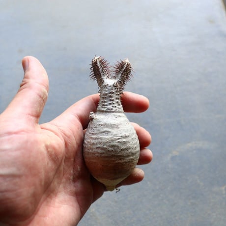 パキポディウム グラキリス 抜苗  Pachypodium rosulatum var. gracilius no.92922