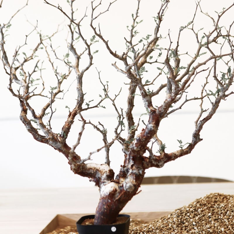 コミフォラ モンストローサ 実生 潅木 盆栽風 コミフォラ モンストローサ | hanayoshi-botanical