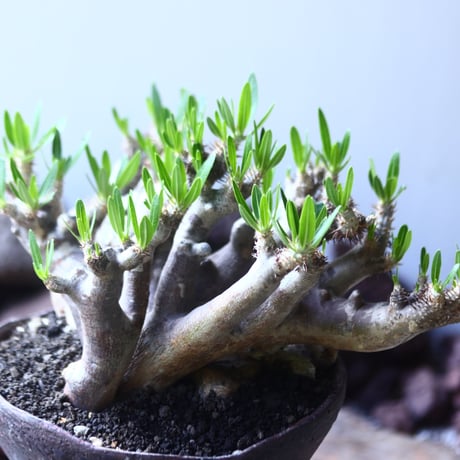 パキポディウム ブレビカリックス     Pachypodium densiflorum var. brevicalyx    no.53105