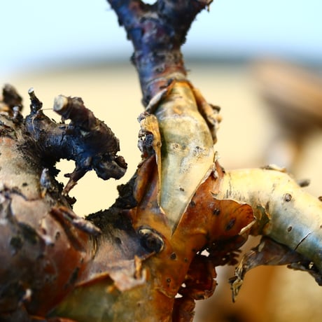 Commiphora boranensis × N/OH  no.20428