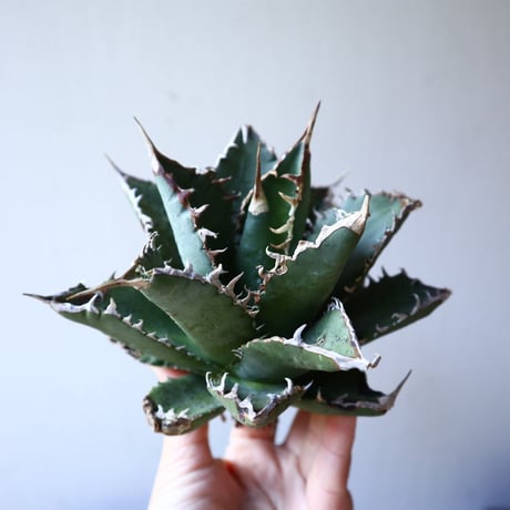 アガベ   チタノタ 　 Agave  titanota   no.111019