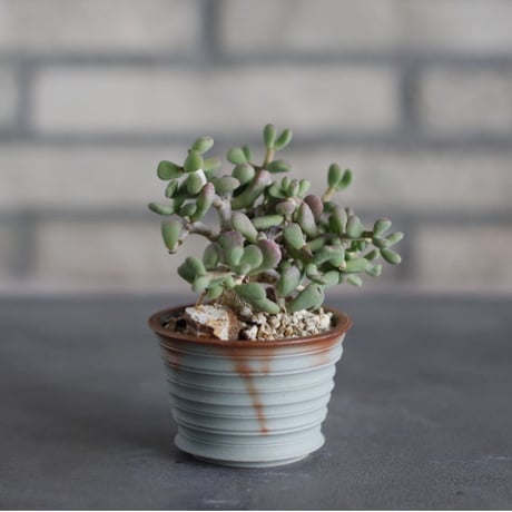 Ceraria pygmaea × takero pot (2.5号)  no.524/35