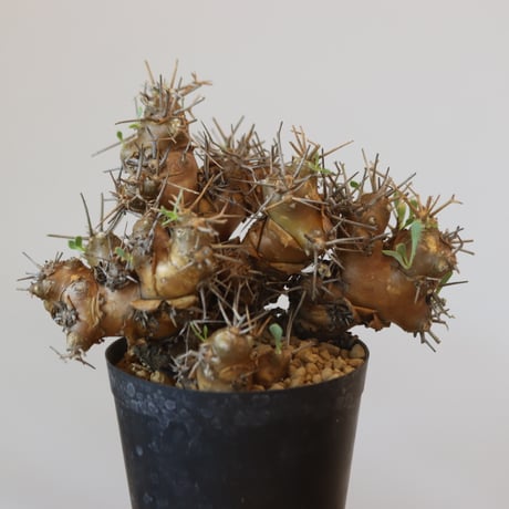 Othonna euphorbioides   no.921-9