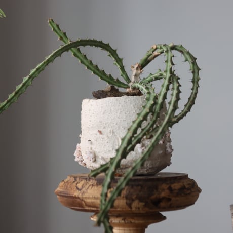 Euphorbia knuthii × Rintaro Nonaka  no.912-4