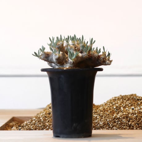 パキポディウム ブレビカリックス / Pachypodium densiflorum var. brevicalyx      no.41603