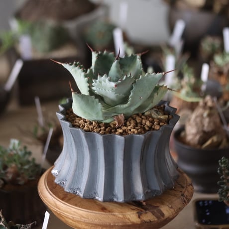 Agave hyb. potatorum × Isthmensis / Style of Chika × soso  no.1201-33