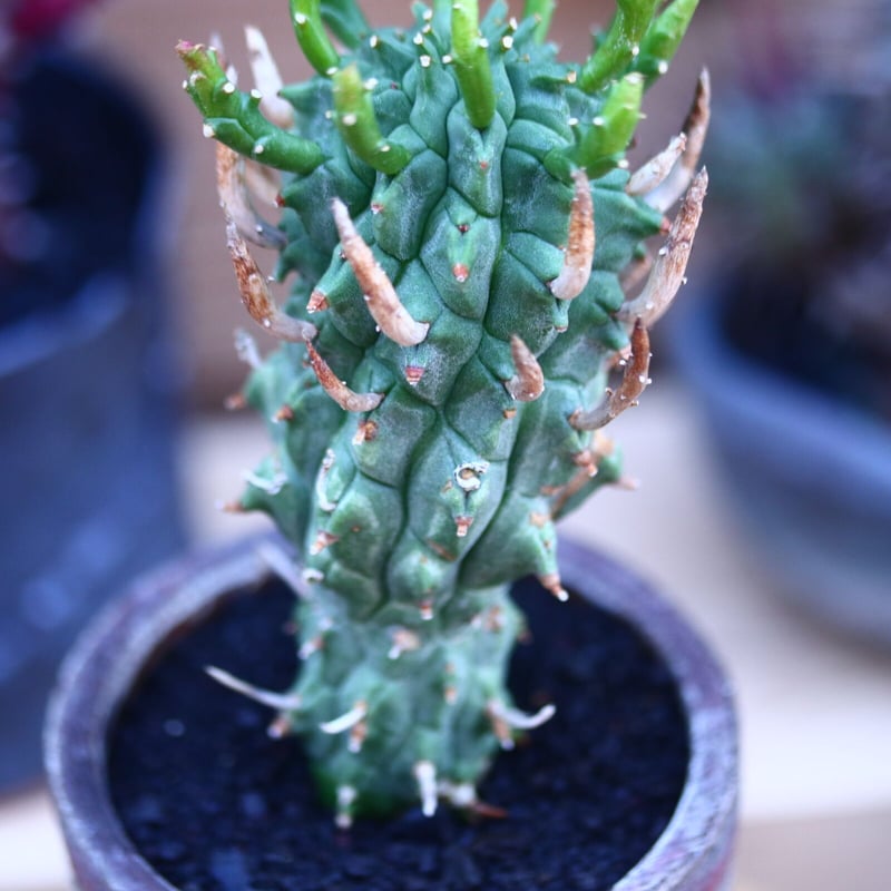 ユーフォルビア スコエンランディ 闘牛角／Euphorbia schoenlandii 