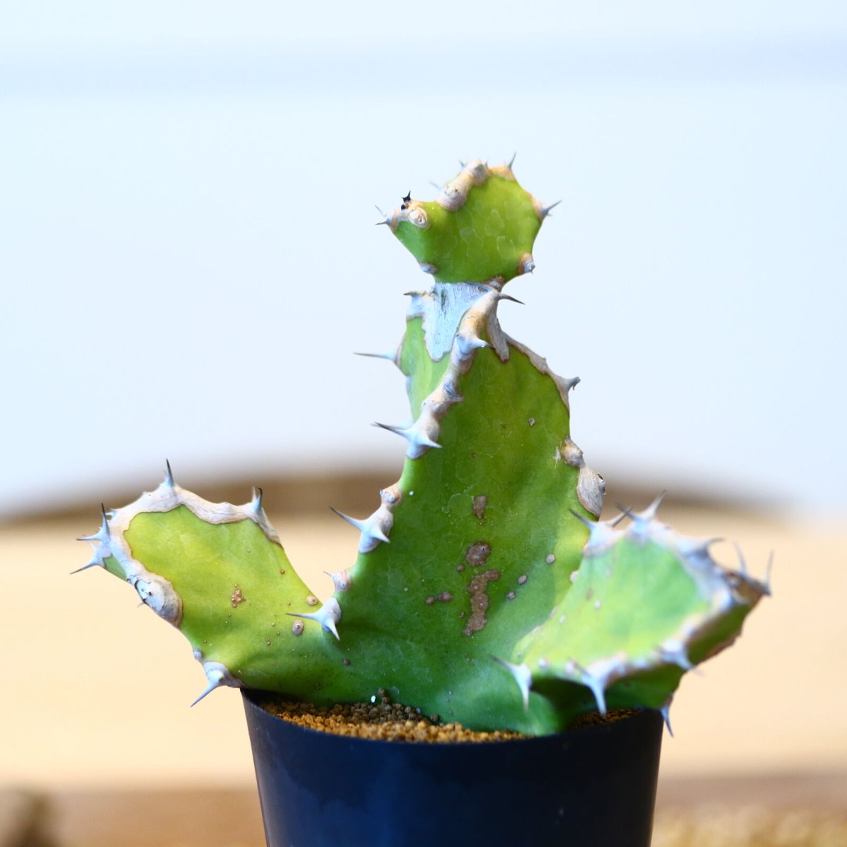 ユーフォルビア トルティリス / Euphorbia tortilis no.51422 |
