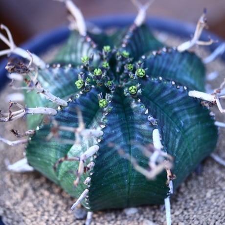 ユーフォルビア  バリダ／Euphorbia valida    no.13029