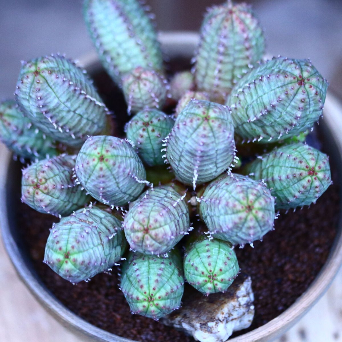 ユーフォルビア オベサ 梵天 no.122657 | 芽の巣山