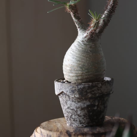 Pachypodium gracilius × YAMABACHI var. takero pot    no.52612