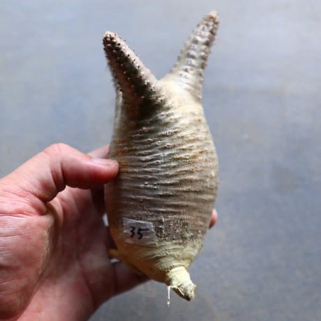 パキポディウム グラキリス 抜苗  Pachypodium rosulatum var. gracilius no.92935