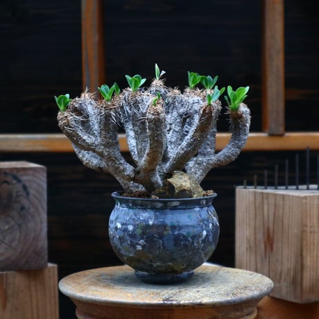 ユーフォルビア   ギラウミニアナ／Euphorbia guillauminiana  no.80761