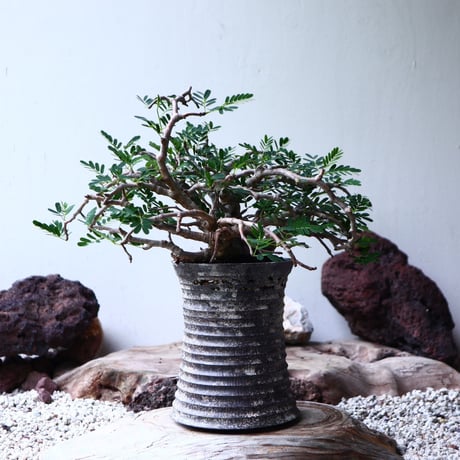 センナ メリディオナリス   Senna meridionalis  no.90104