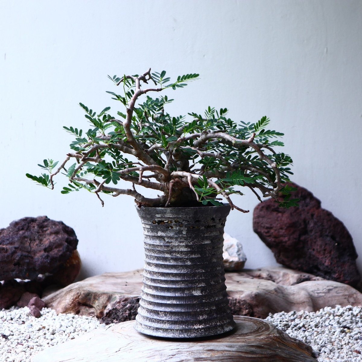 センナ メリディオナリス Senna meridionalis no.90104 | 芽の巣山 センナ メリディオナリス Senna meridionalis no.90104 | 芽の巣山