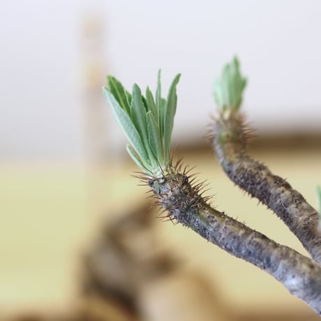 パキポディウム  グラキリス / Pachypodium  gracilius   no.52102