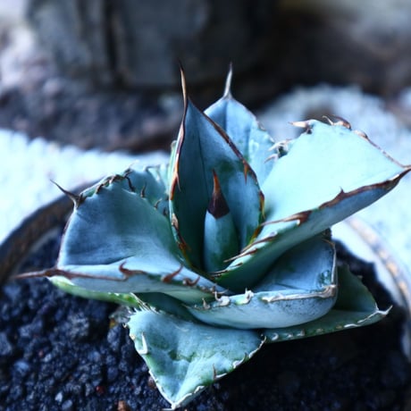 アガベ ホワイトアイス   Agave titanota 'White Ice'    no.72809