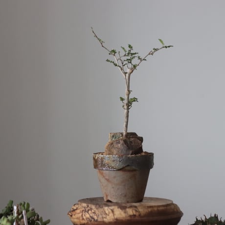 Operculicarya decaryi × YAMABACHI var. 六本芽　no.61603