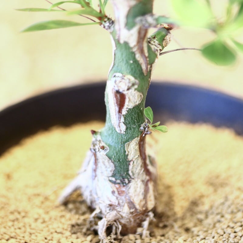 フォークイエリア ファシクラータ / Fouquieria fasciculata no.4 フォークイエリア ファシクラータ / Fouquieria fasciculata no.4
