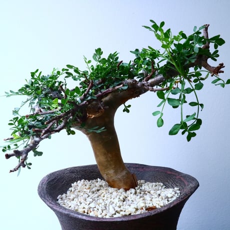 コミフォラ    ピンネイト リーブス   pinnate leaves No.051