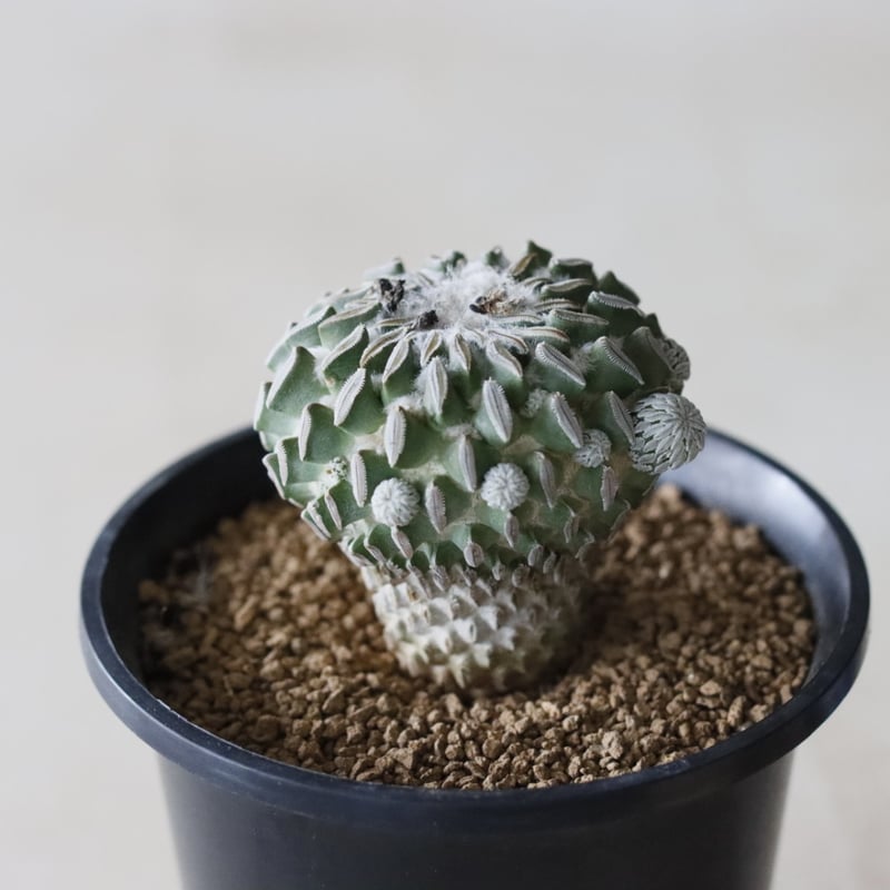 Pelecyphora aselliformis / 精巧丸 (2.5号鉢) no.913/