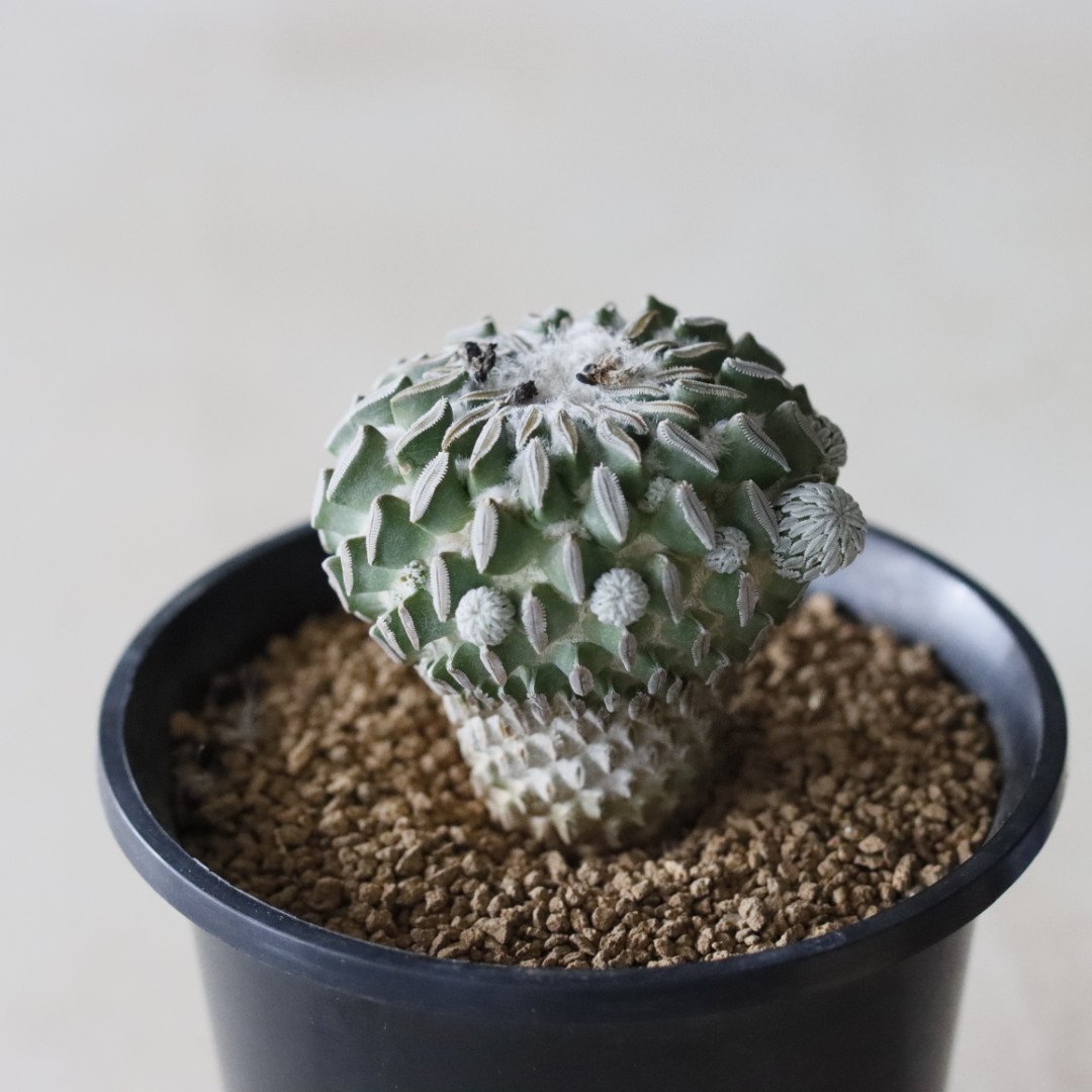 Pelecyphora aselliformis / 精巧丸 (2.5号鉢) no.913/