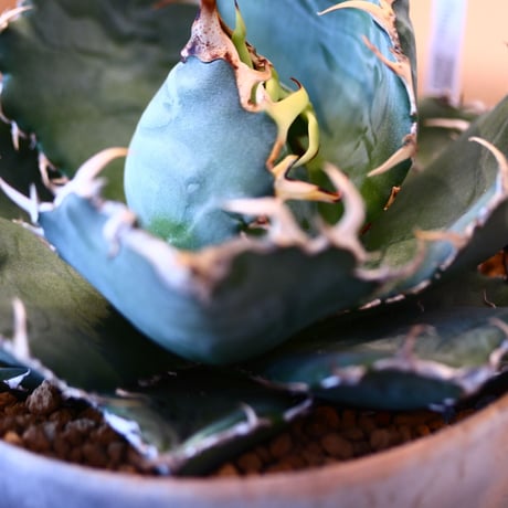 【9/9入荷未発根未活着ベアルート植込み】 Agave titanota White Whale   no.91773