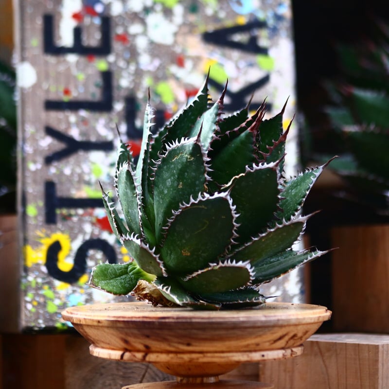 アガベ ホリダ／Agave horrida no.10328 | 芽の巣山