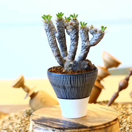 ユーフォルビア  ギラウミニアナ / Euphorbia guillauminiana   no.82021