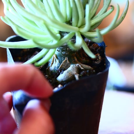 チレコドン  ペアルソニー   白象   Tylecodon  pearsonii    no.111516
