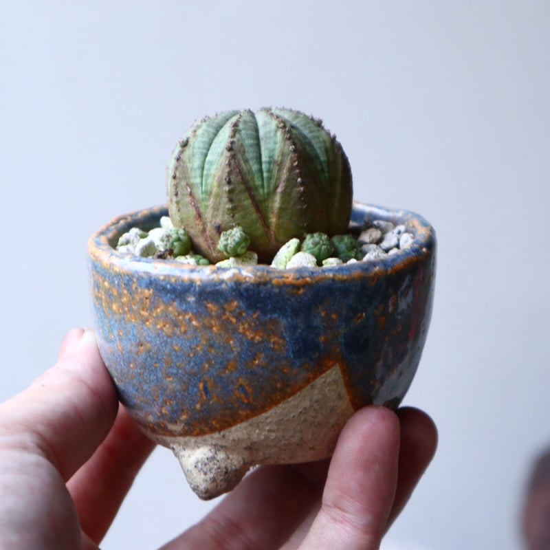 ユーフォルビア オベサ Euphorbia obesa no.91515 | 芽の巣山