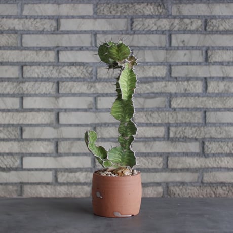 Euphorbia triangularis × N/OH(4.5号)  no.510/8