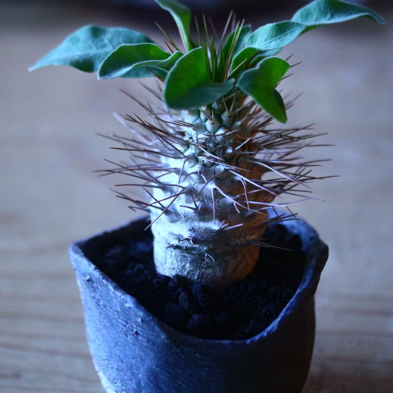 パキポディウム ナマクアナム 光堂 Pachypodium namaquanum n