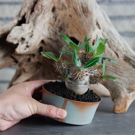 Pachypodium makayense × BIZENBACHI (3.5号) no.622-5
