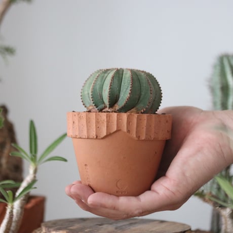 Euphorbia obesa  × YAMABACHI var. N/OH  no.51208