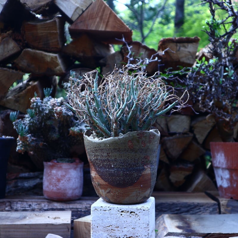 ユーフォルビア リグノーサ Euphorbia Lignosa no.42506 |