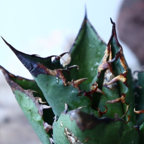 アガベ   チタノタ   FO-76   Agave titanota  "FO-76"  no.91503
