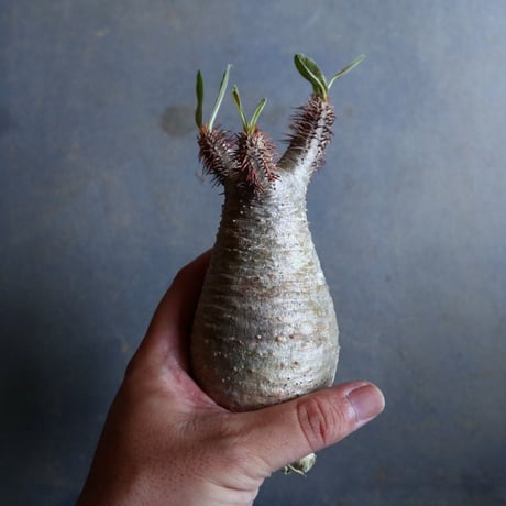 パキポディウム グラキリス   Pachypodium rosulatum var. gracilius no.110333