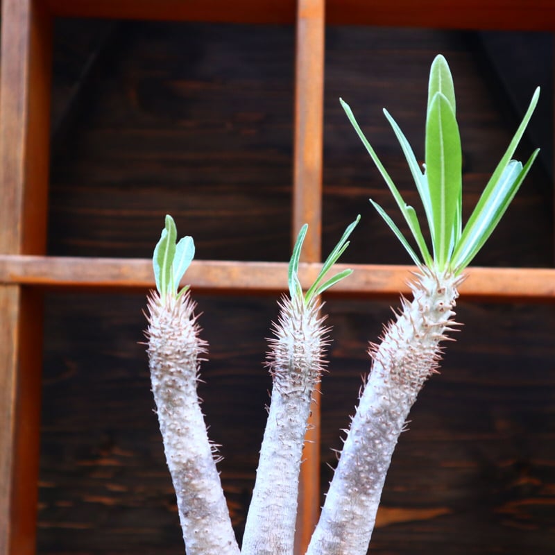 パキポディウム イノピナツム／Pachypodium Inopinatum no.605