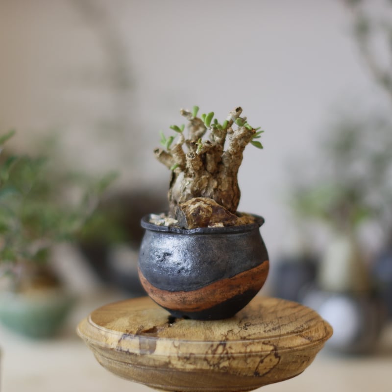 Ceraria pygmaea×N/OH　ケラリア ピグマエア　コレクション株 Ceraria pygmaea×N/OH ケラリア ピグマエア コレクション株 Ceraria