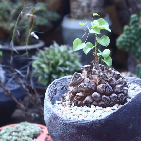 ディオスコレア   亀甲竜     Dioscorea elephantipe     no.41823
