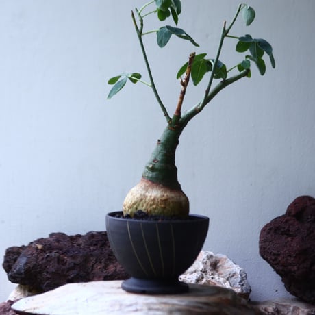 アデニア   グラウカ    Adenia glauca   no.002