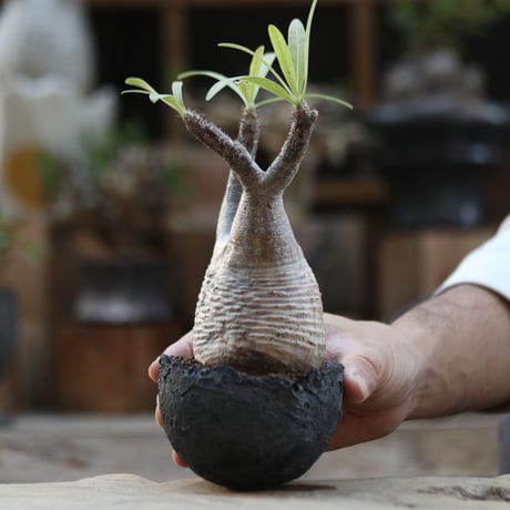 パキポディウム  グラキリス／Pachypodium  gracilius   no.102334