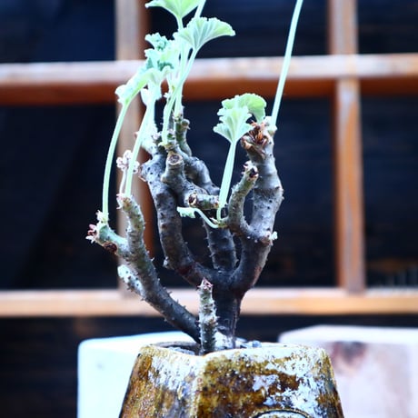 ぺラルゴ二ウム   エキナツム／Pelargonium  lechinatum   no.72518