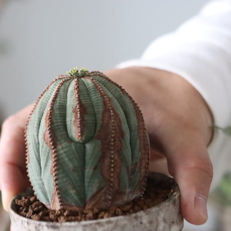 Euphorbia obesa ♀ × YAMABACHI var. takero pot  no.51211