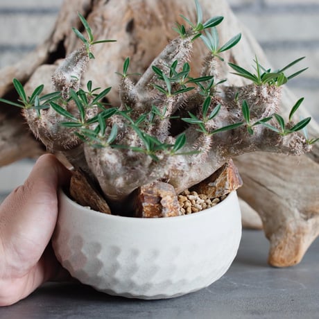Pachypodium brevicalyx × N/OH (4.5号)  no.622-22