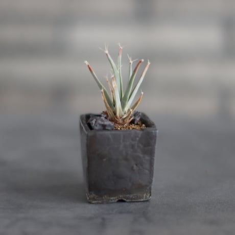 Leuchtenbergia principis × takero pot (2号)  no.907-62